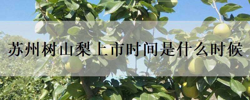 苏州树山梨上市时间是什么时候（苏州树山梨是什么品种）