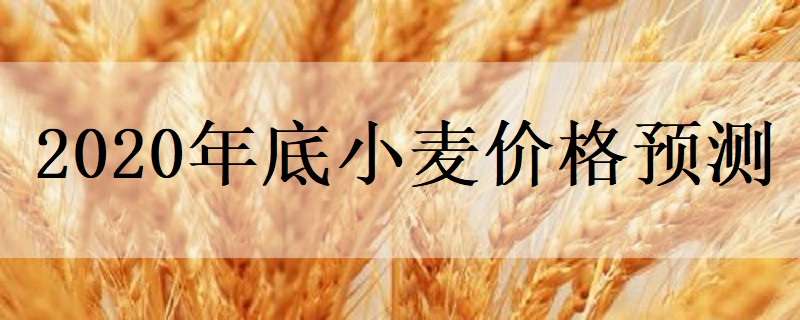 2020年底小麦价格预测 2020年小麦市场价