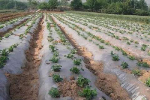 铺地膜浇水的正确方法（地膜怎么铺视频）