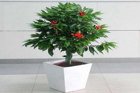 家里养什么植物（家里养什么植物驱蚊虫）