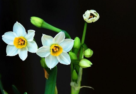 养水仙花对水分有什么要求 养水仙花对水分有什么要求嘛