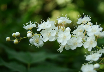 珍珠梅怎么养能开花（珍珠梅怎么养家庭养法）