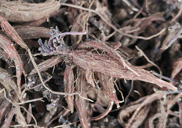 紫丹参种植技术 紫丹参种植技术与管理