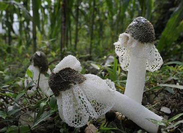 竹荪采摘时间及注意事项 竹荪的采摘时间