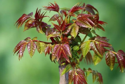 香椿芽菜保温箱栽培方法 香椿养殖方法总结