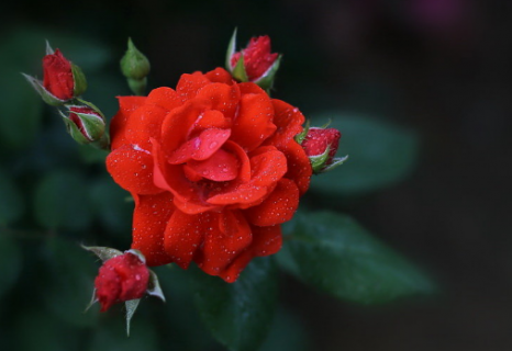 月季花苞没开就枯萎了是什么原因 月季花苞没开就枯萎了是什么原因造成的