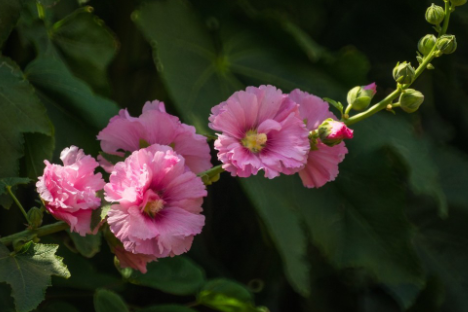 蜀葵花花语是什么 蜀葵花的寓意是什么?