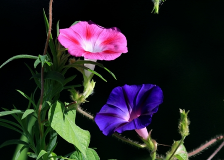 牵牛花靠什么传播种子 牵牛花是靠什么传播花粉的