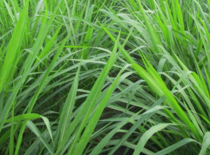 黑麦草什么时候种植好 黑麦草什么时候种植好呢