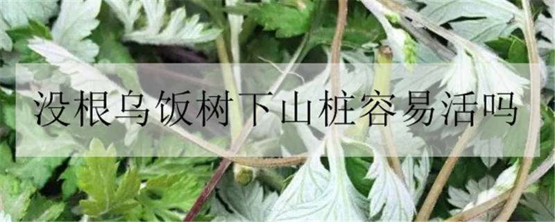 没根乌饭树下山桩容易活吗（乌饭树下山桩怎么种才能活）