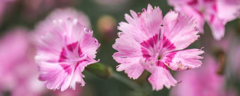 石竹花需要每年都重新种吗（石竹花需要每年都重新种吗）