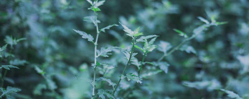 驱蚊的花草有哪些（驱蚊的花草有哪些名字）