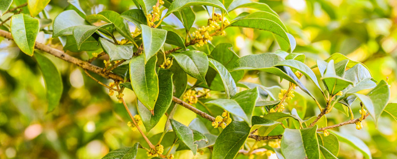 结籽桂花树什么品种（结籽的桂花树）