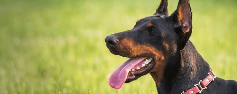 多伯曼犬和杜宾犬差异（多伯曼犬和杜宾犬差异）