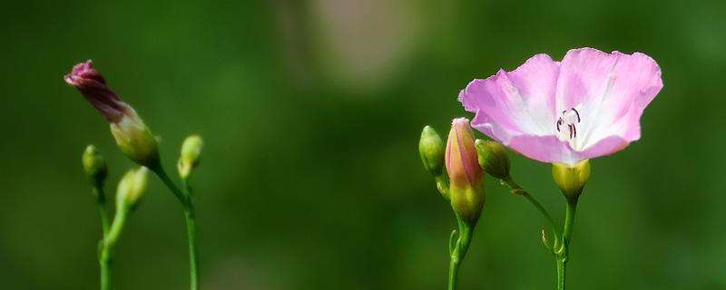 打碗花用什么除草剂能除根 打碗花用什么除草剂能除根