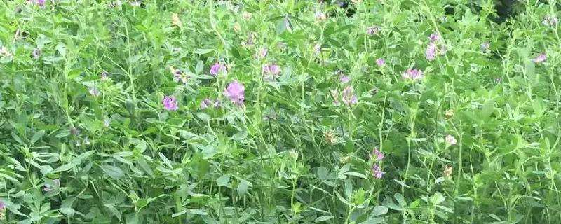 紫花苜蓿用什么除草剂 紫花苜蓿用什么除草剂好