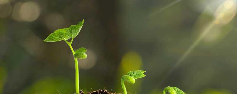 植物通过什么繁殖后代 植物通过什么繁殖后代?作业帮