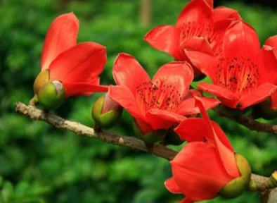 木棉花泡水喝有什么功效（木棉花泡水喝有什么功效?）