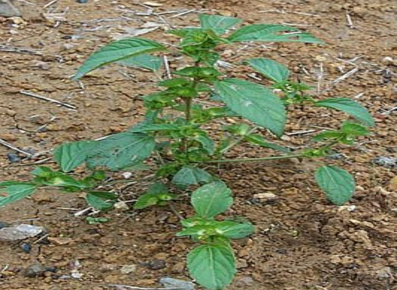 铁苋菜的功能主治是什么呢 草药铁苋菜的所有药用功效