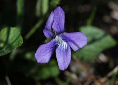 紫花地丁生长在哪里呢 紫花地丁生长在哪里呢视频