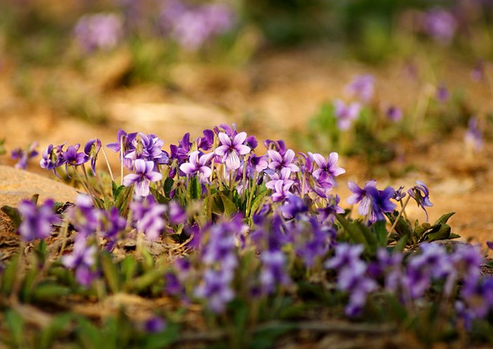 紫花地丁图片（紫花地丁图片 功效）