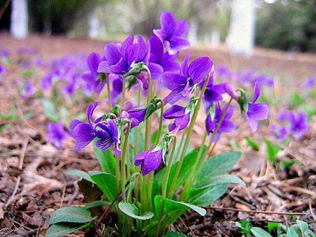 金银花紫花地丁有什么功效 地丁紫花的功效