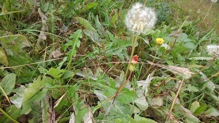 蒲公英根图片 蒲公英根图片大全