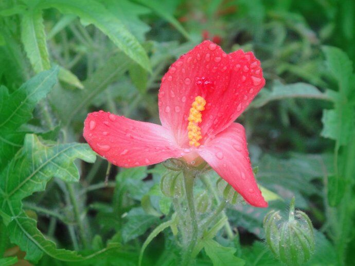 知道人参花怎么泡水喝吗 人参花怎么泡水喝最好