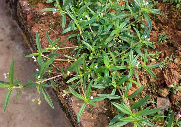 白花蛇草的功效与作用及食用方法（白花蛇草的功效与作用及食用方法图片）