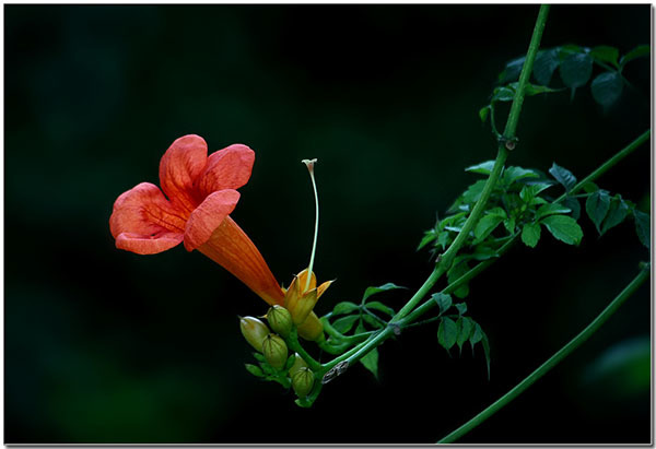 健康养生凌霄花（草药凌霄花）