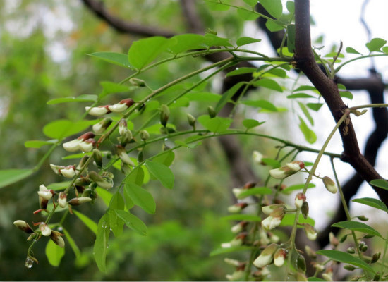 槐花树的品种，你都认识么？（槐花树有几个品种）