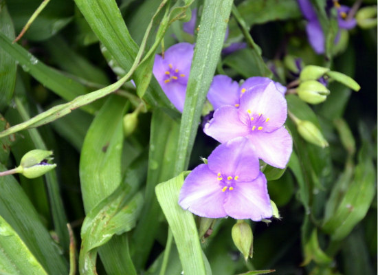 白芨的种植技术，你都造么？（白芨怎样种植）