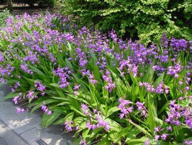 白芨的种植技术介绍（白芨的种植技术介绍图片）