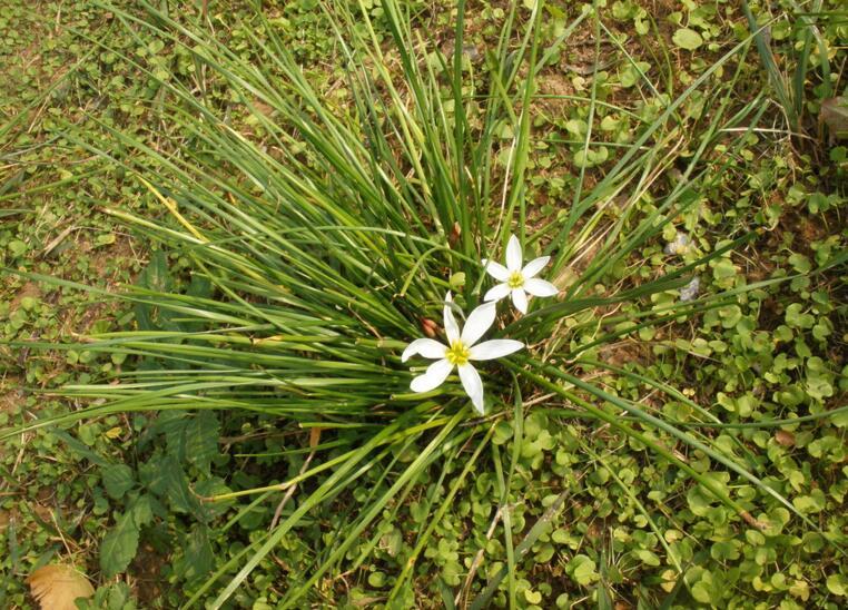 白花葱兰的种植方法介绍 白花葱兰的种植方法介绍图片