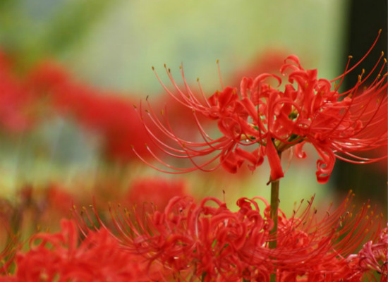 彼岸花的传说与花语，你都知道么？