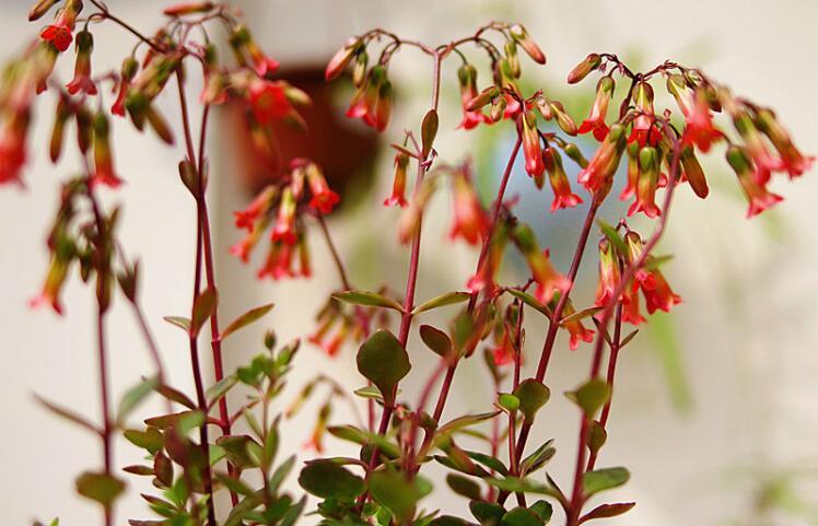 养殖宫灯长寿花  福寿吉庆好兆头