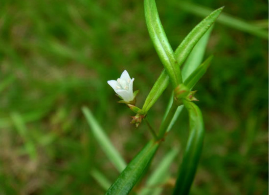 你知道白花蛇草的作用有哪些吗？