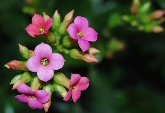 长春花花语是什么 长春花花语与传说