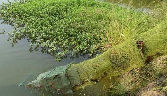 怎样下地笼捕的虾多 地笼捕虾怎么下才是正确的