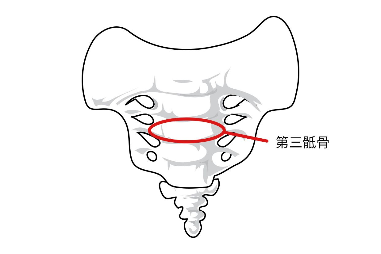 第三骶骨在哪个位置图片（第三骶椎骨在哪个位置）