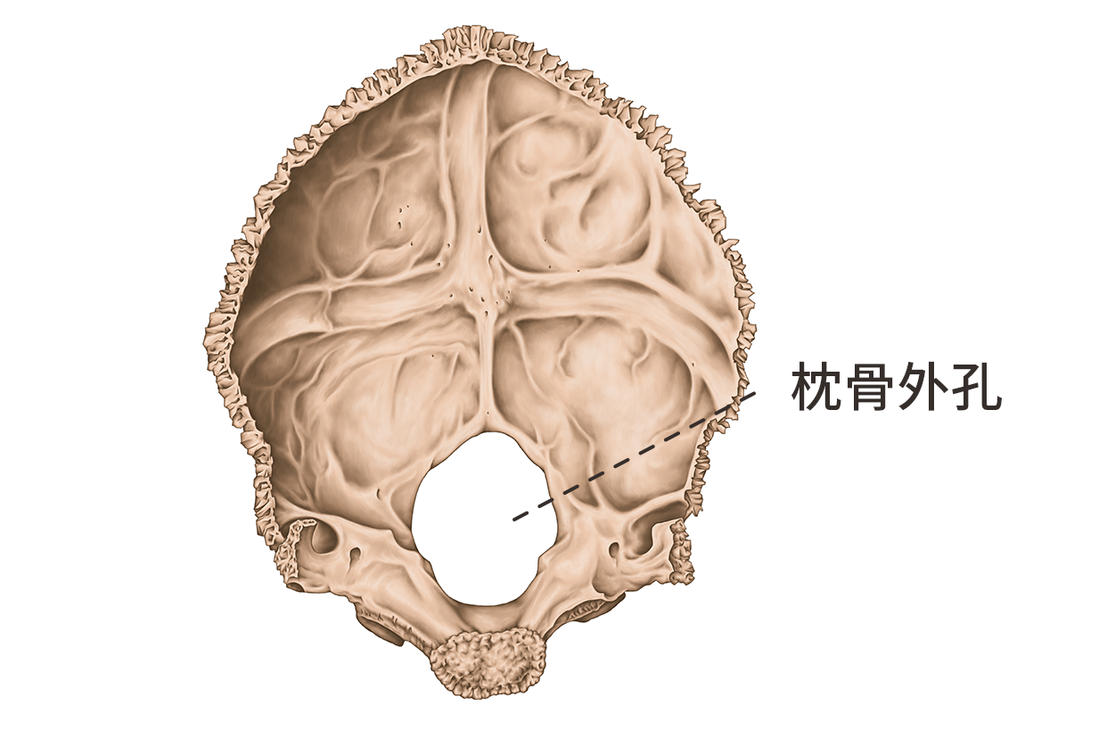 枕骨外孔图片（枕骨大孔图片）