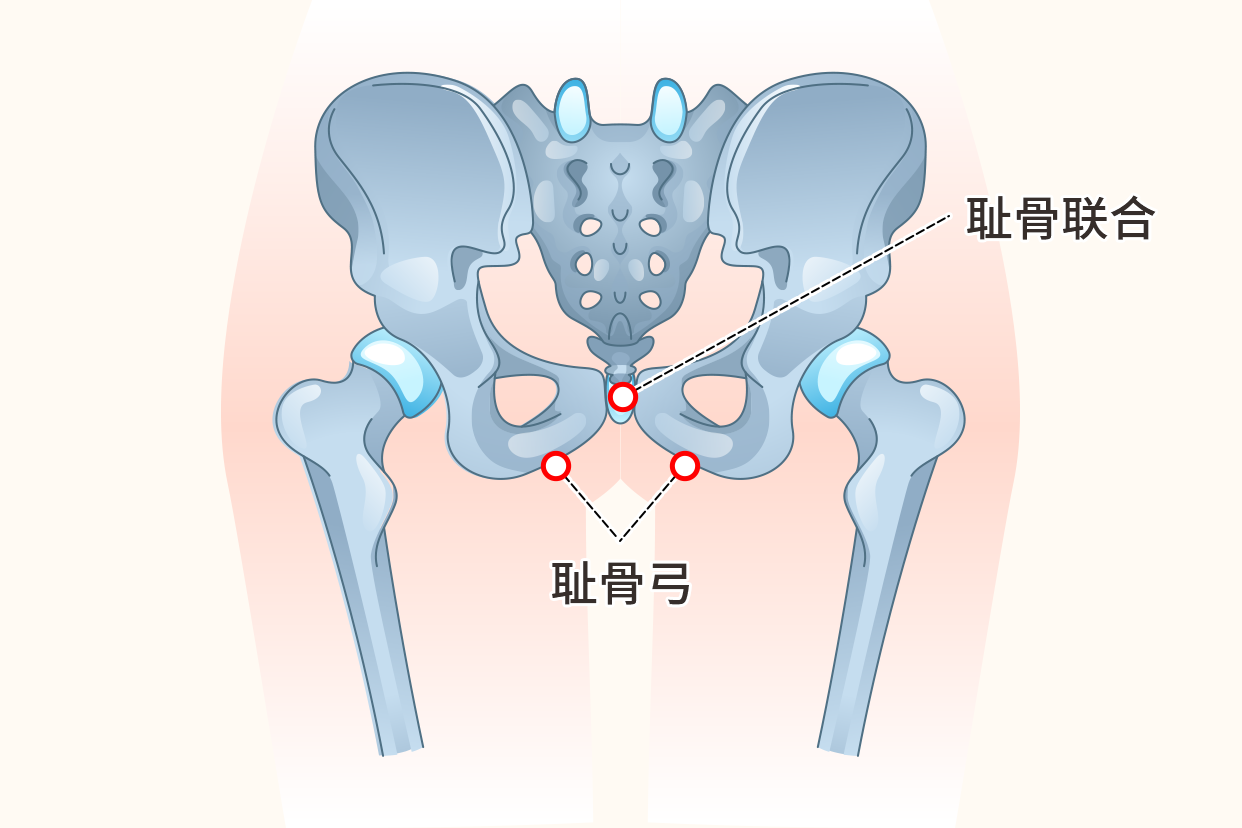 耻骨弓图片（耻骨弓是什么）