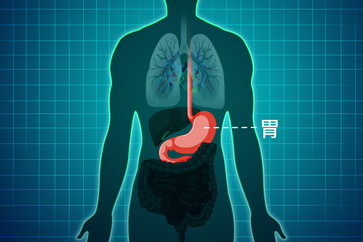 胃长在身体哪里图片 胃长在身体哪里图片大全