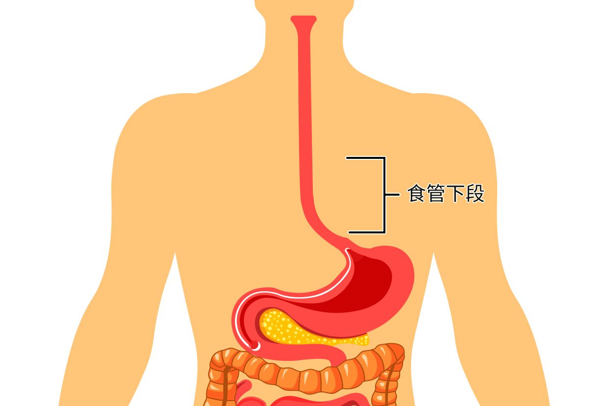 食管下段在什么位置图