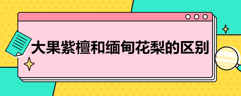 大果紫檀和缅甸花梨的区别（大果紫檀和缅甸花梨的区别图片）