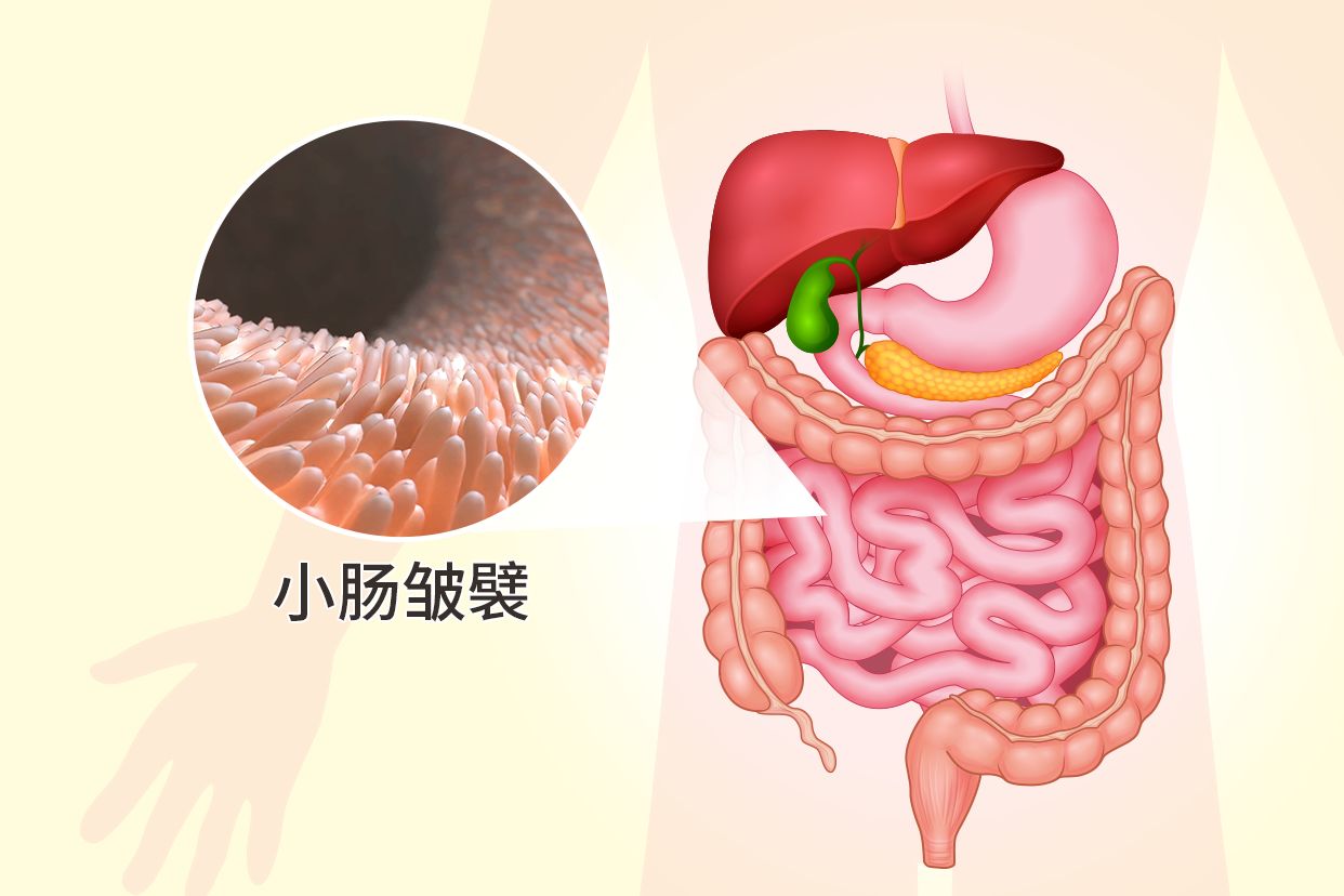 小肠皱襞图片 小肠皱襞结构图