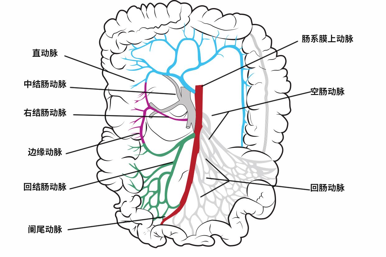 肠道血管分布图 肠道血管分布图解