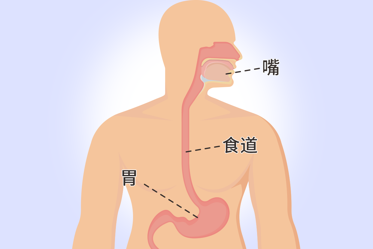 上消化道解剖高清图（消化道图片解剖图高清）