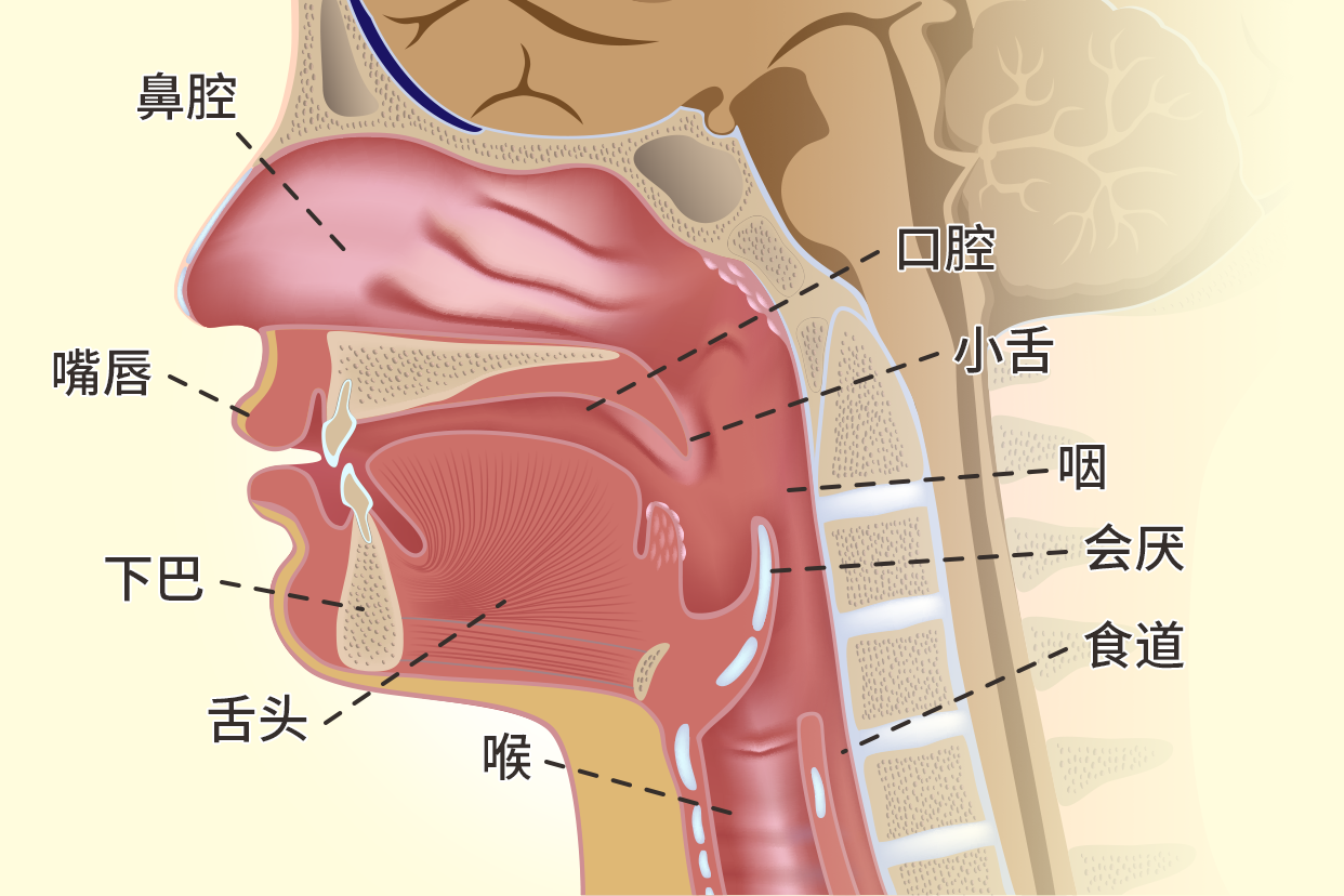 食道横切结构图 食道横切结构图基底层细胞多角形细胞扁平细胞