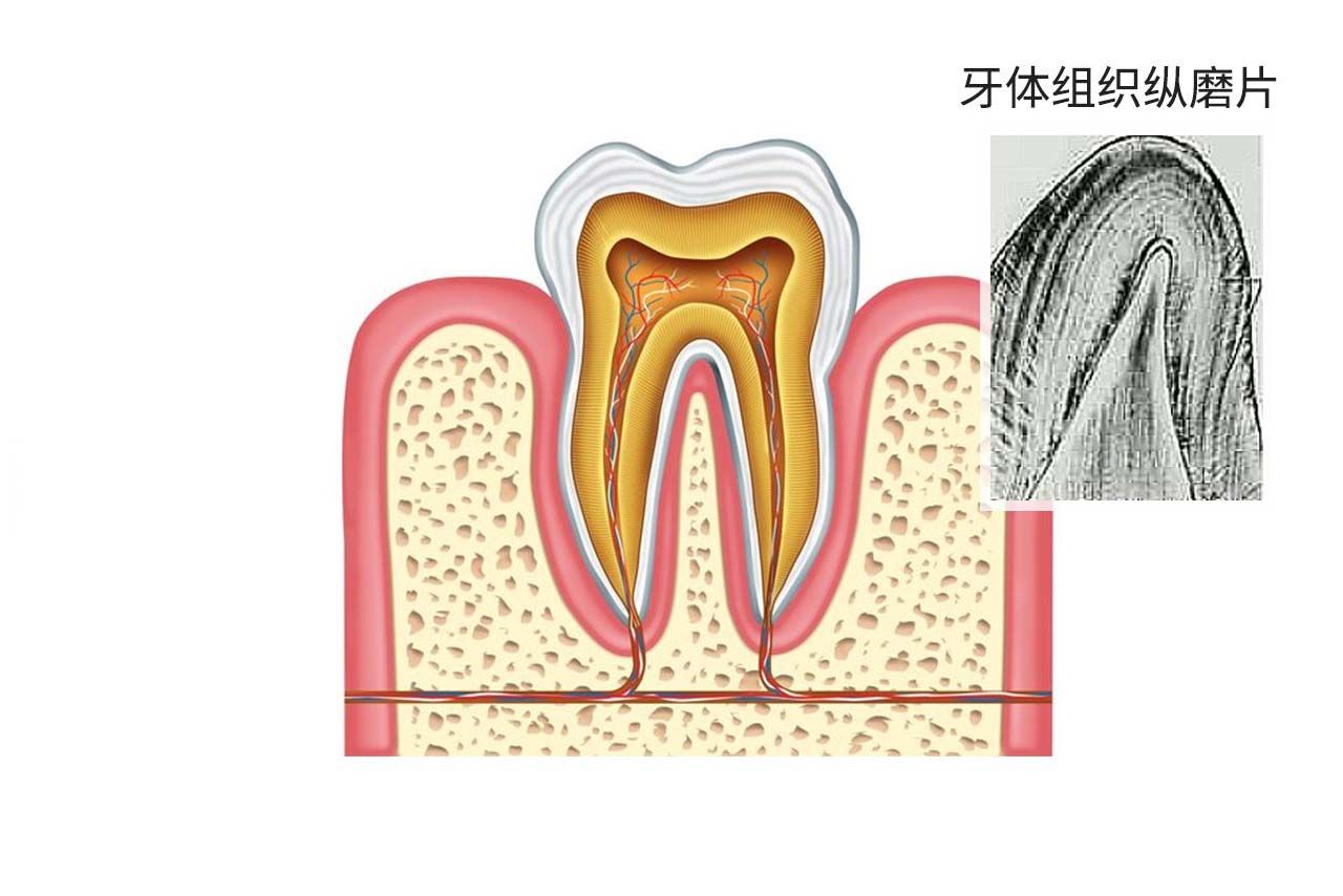 牙体组织纵磨片绘图（牙体组织磨片手绘图）